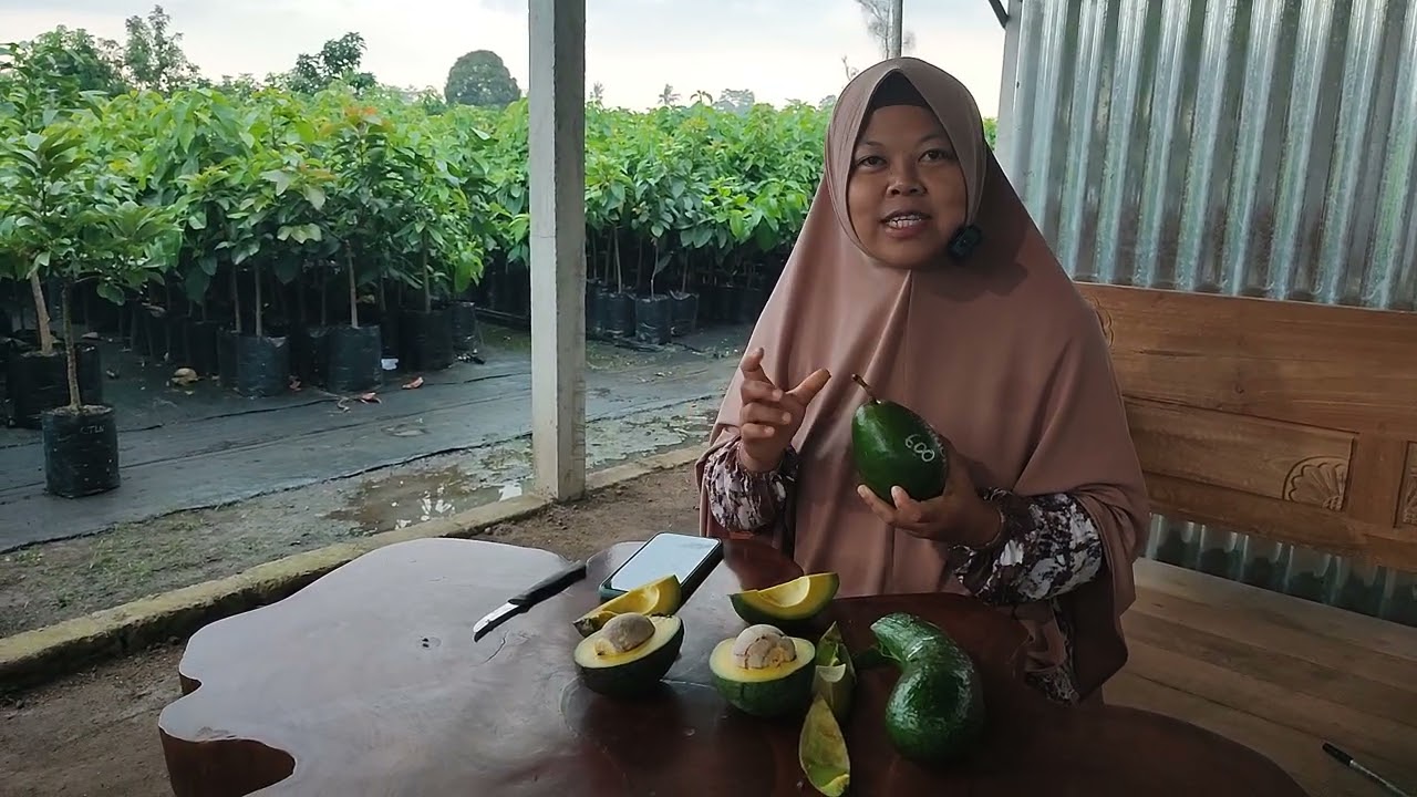 JENIS ALPUKAT YANG BISA DIPETIK MUDA DIMAKAN ENAK