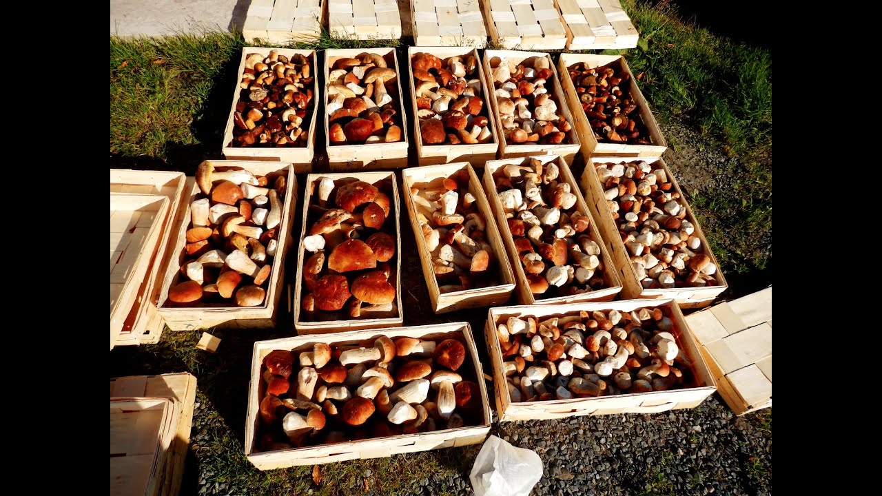 Ramassage et replantage du cepe, champignons