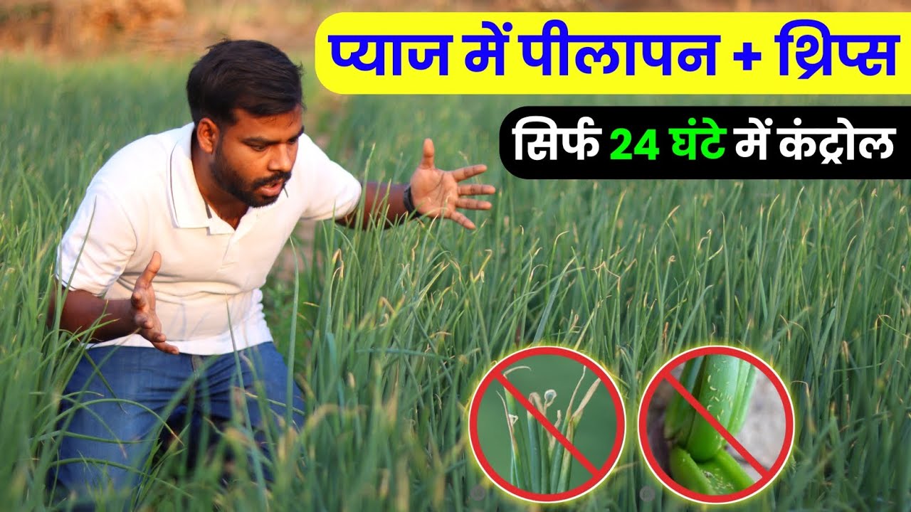 प्याज में पीलापन + थ्रिप्स कंट्रोल सिर्फ 24 घंटे में | pyaj me pilapan or thrips kaise dur kare