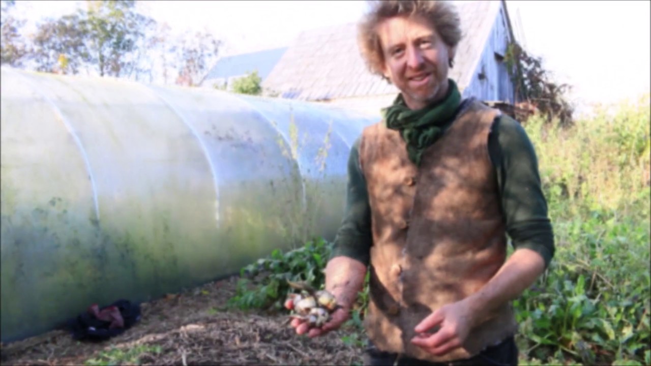 Perennial vegetable profile: Arrowhead / Wapato