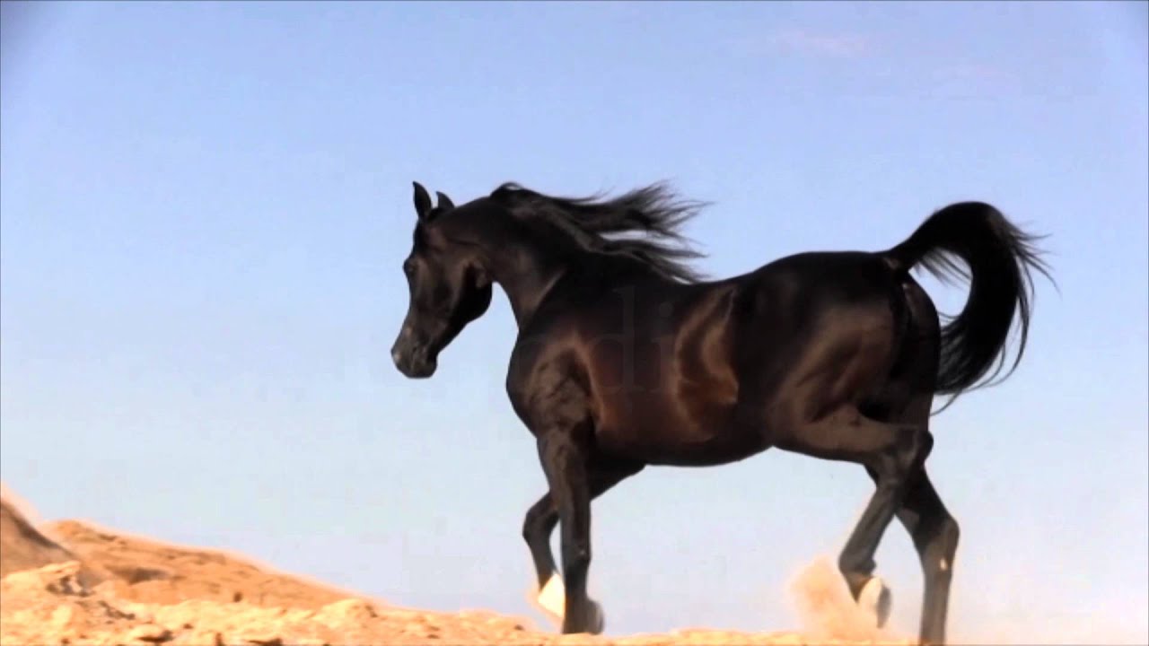 Texas Black Stallion A Randi Clark Film 2016
