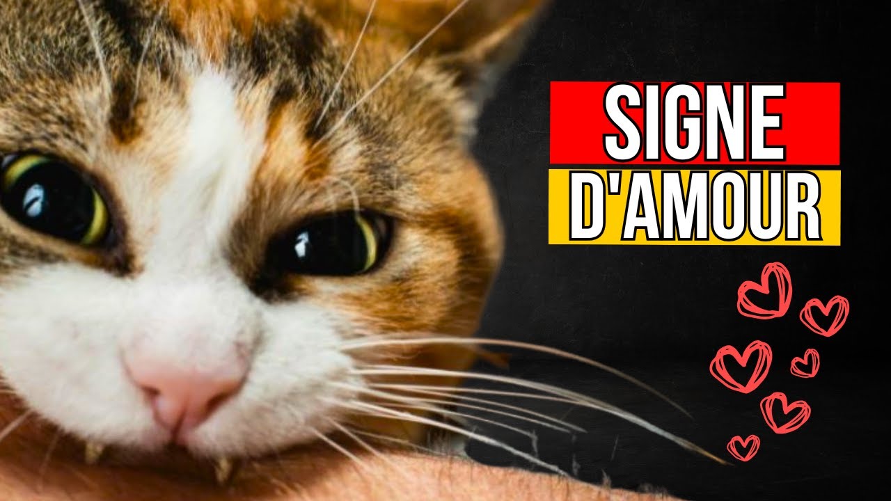Seuls les chats qui vous aiment vraiment font ÇA !