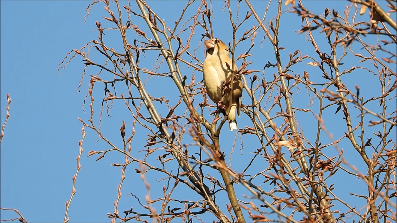 Il canto degli uccelli del bosco: frosone  (Coccothraustes). Video: Nikon Coolpix P1000