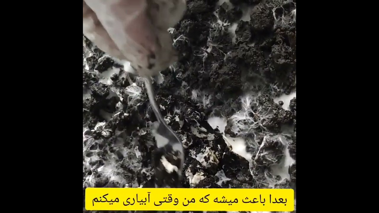 استروما چیست؟!