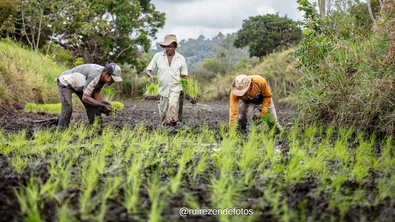 ARROZ- MIRANGABA - AGRICULTURA DA BAHIA