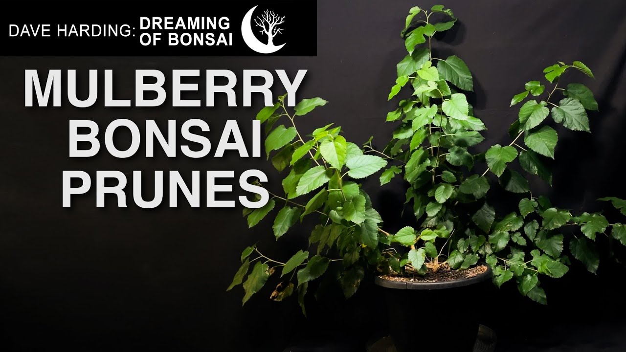 Mulberry Bonsai Tree Prunes, October 2025