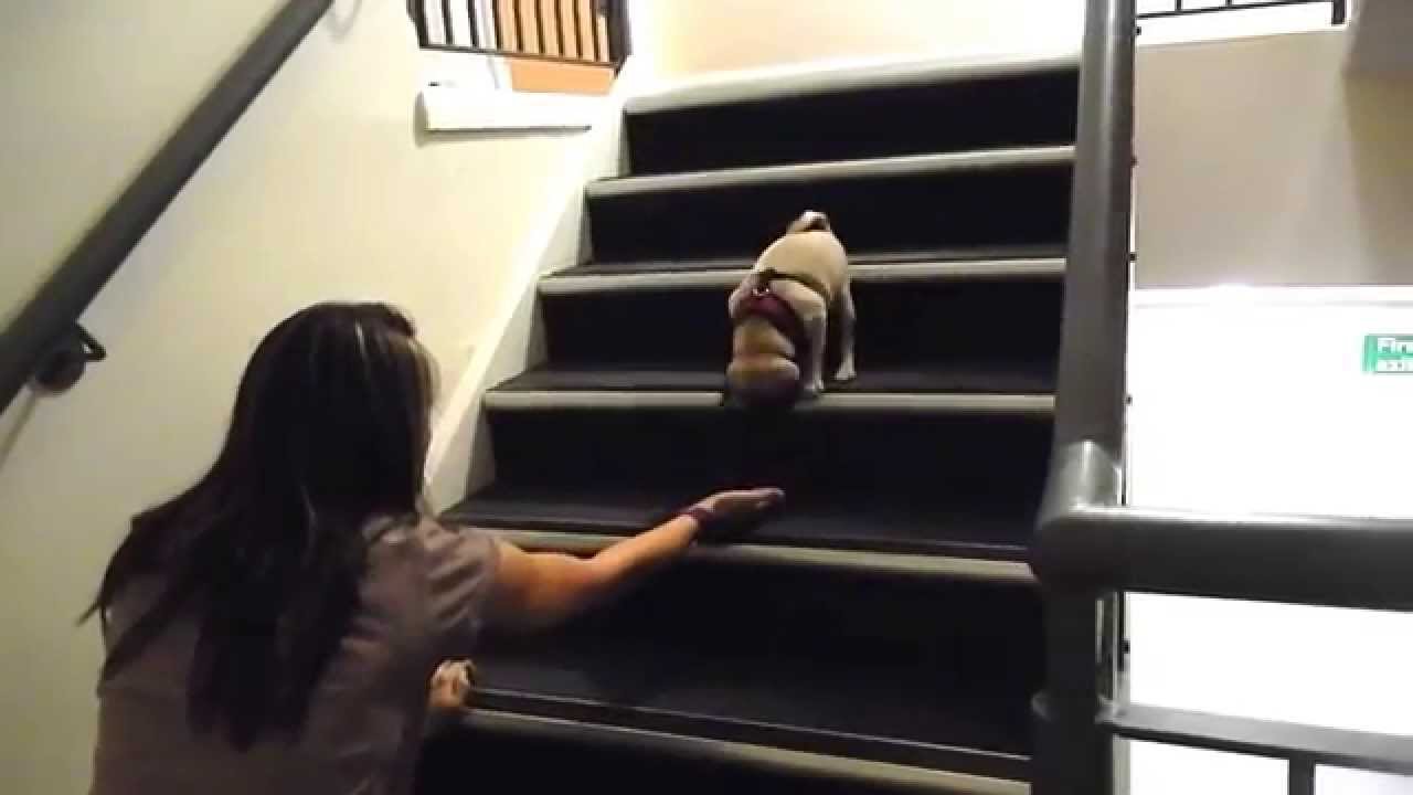 Cute pug puppy first attempt down the stairs