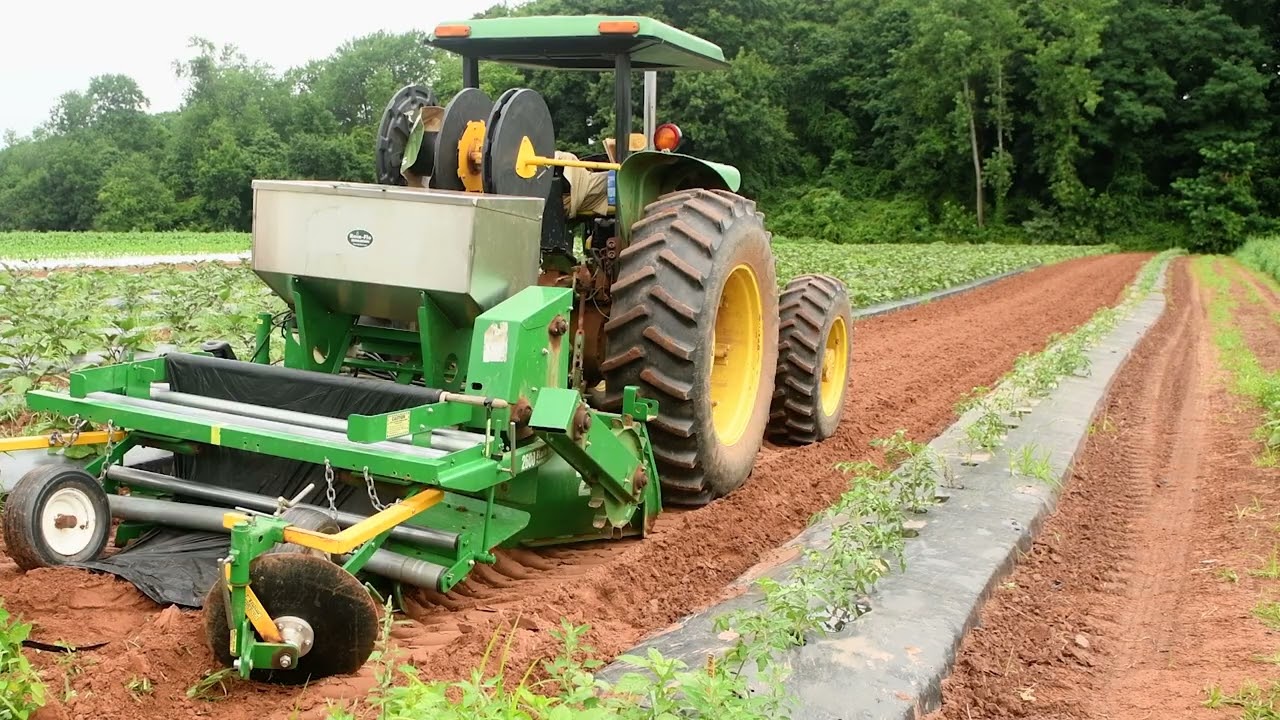 Biodegradable Mulch: A Climate Smart Innovation for Vegetable Producers