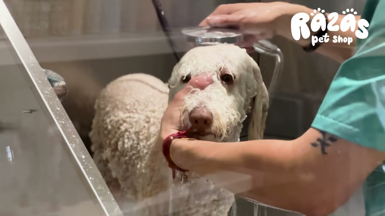 Mantenimiento y cuidado del Perro de Aguas Español | Corte de pelo Perro de Aguas Español 🐶
