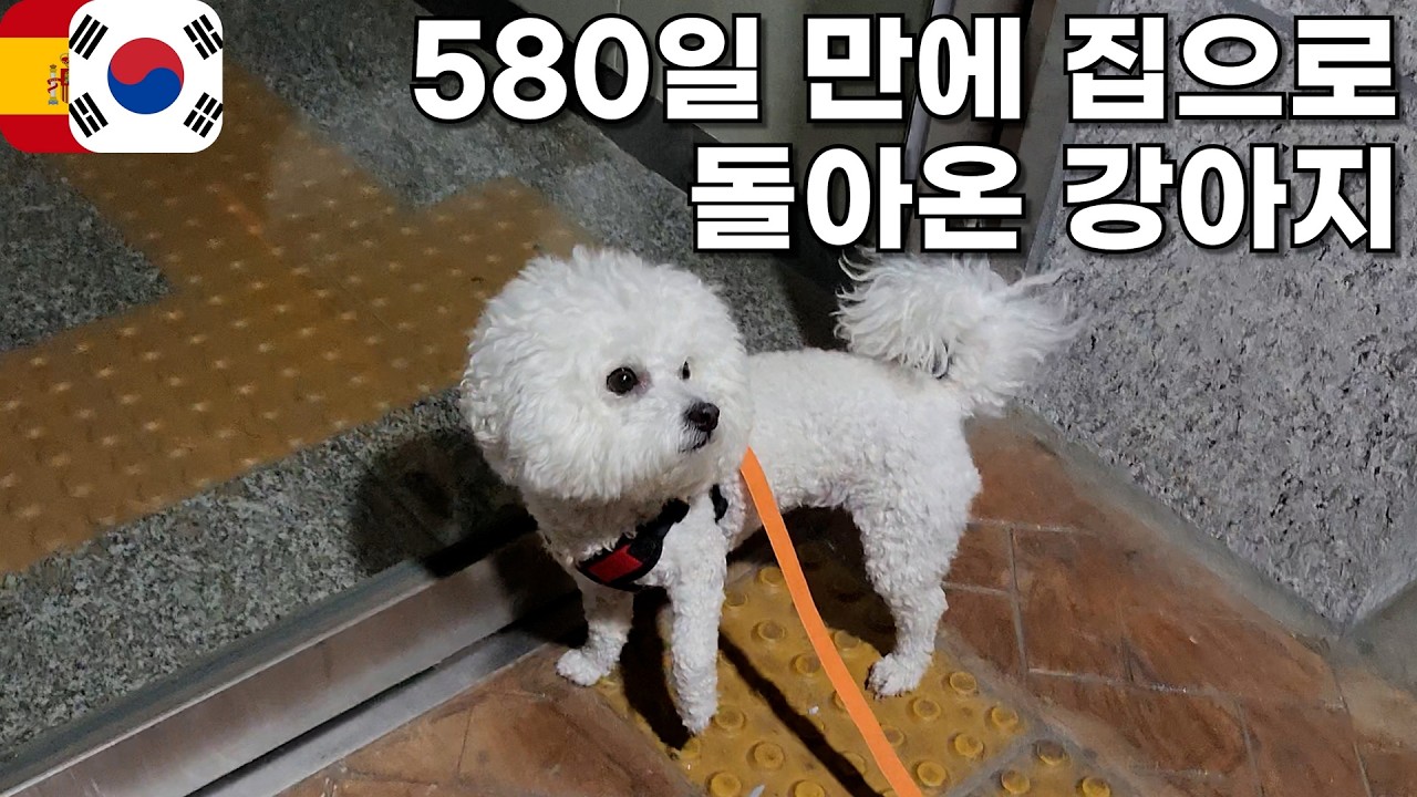 🇪🇸🇰🇷 캠핑카 세계여행 시작 582일만에 집으로 돌아온 강아지 🚎 유라시아 횡단 캠핑카 강아지 세계여행 [113]