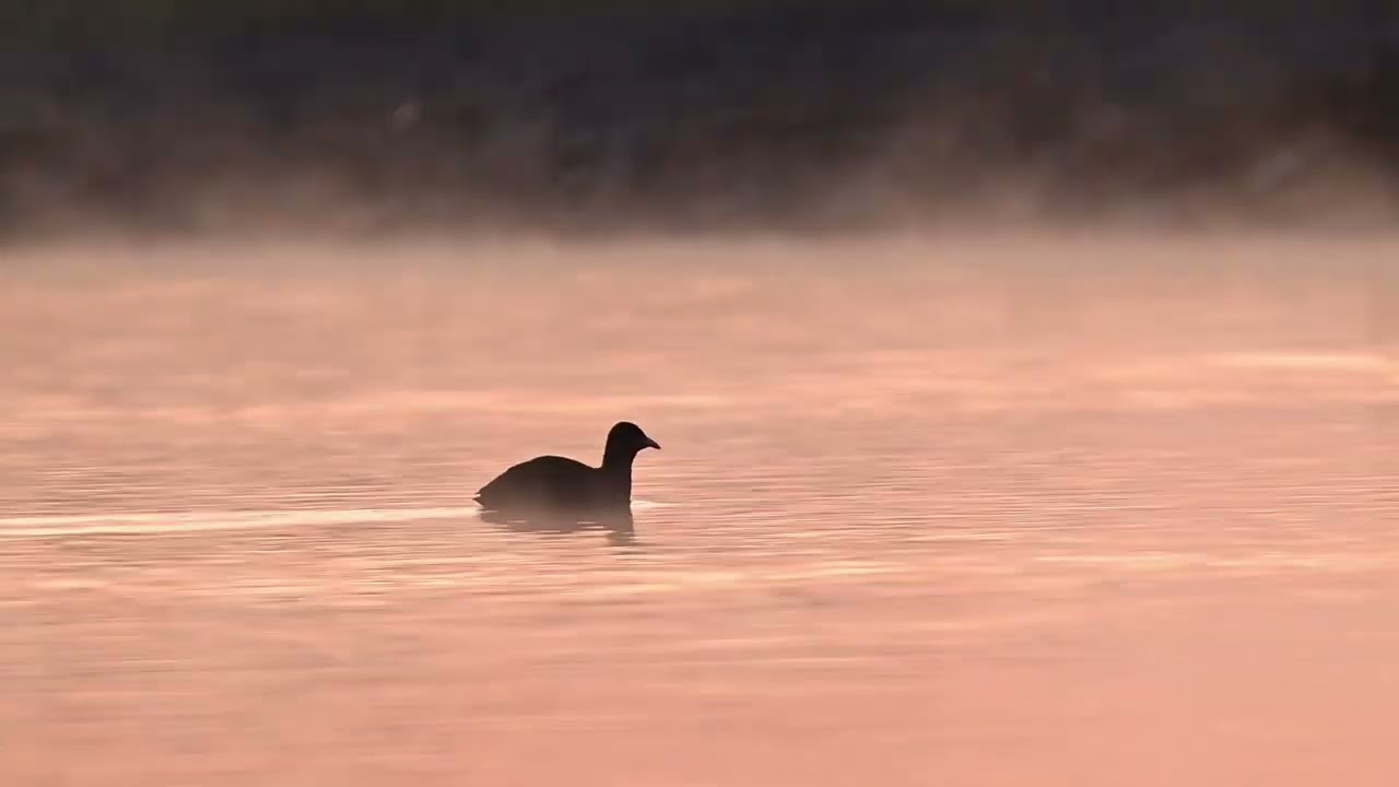 多摩川の蒸気霧
