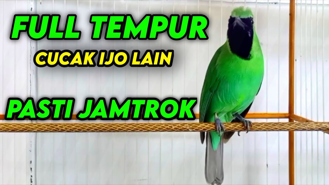 Auto Emosi | Pancingan Cucak Ijo Gacor ngentrok