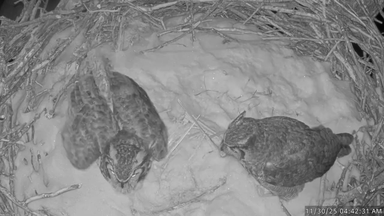 Two owls enter a bald eagle nest at night with full audio 
