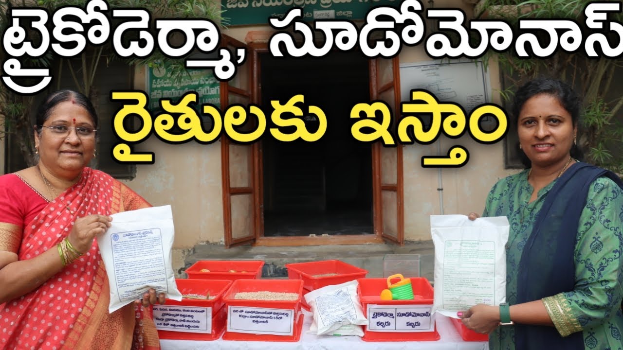 ట్రైకోడెర్మా, సూడోమోనాస్ తయారీ @ప్రభుత్వ ప్రయోగశాల | రైతు బడి