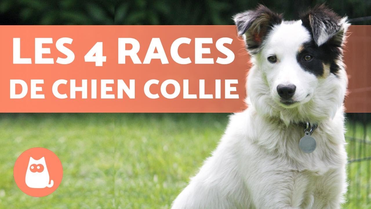 4 RACES DE CHIEN COLLIE 🐕 Est-ce que vous les connaissez toutes ?