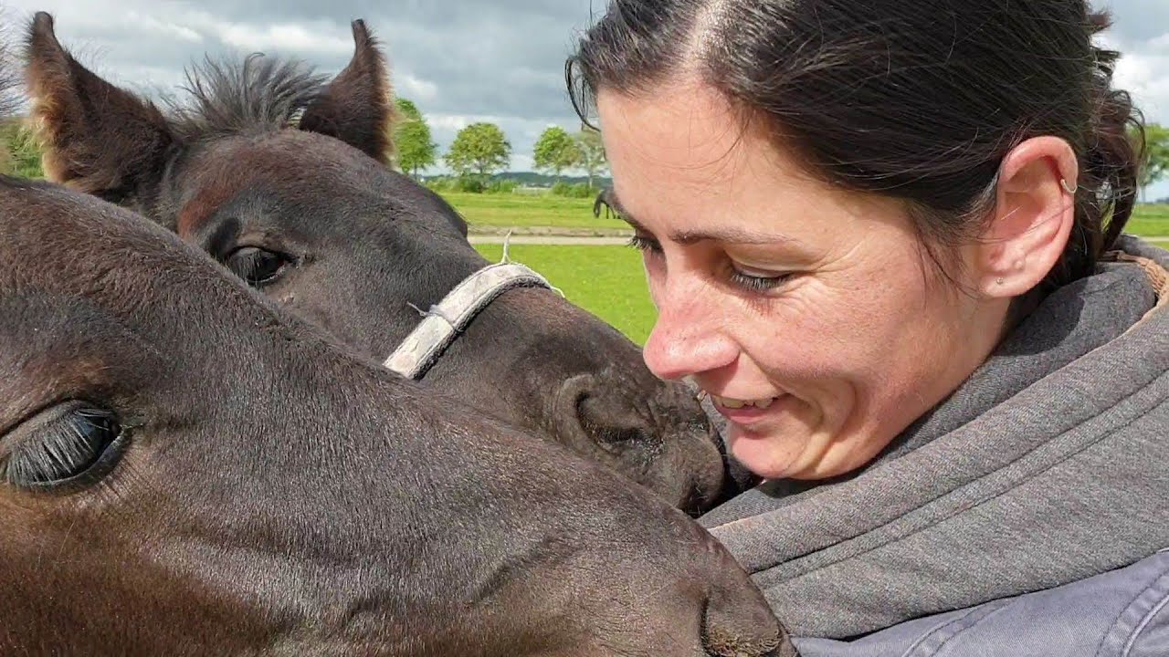 Hug time! With the foals 😍😍😍😍😍 + Friesian Horses information.