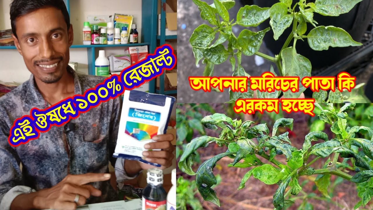 আপনার মরিচের পাতা কুঁকরে গেলে এই ওষুধে ১০০% রেজাল্ট