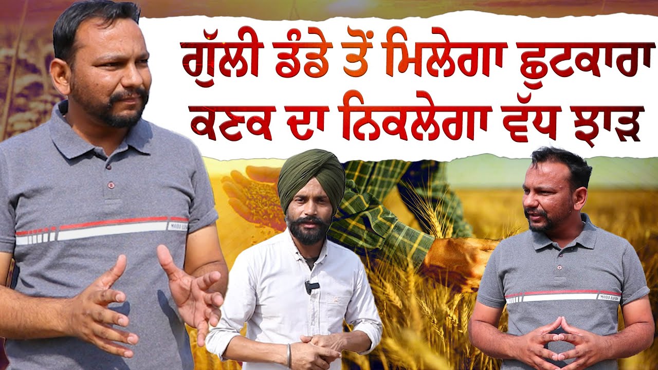 ਗੁੱਲੀ ਡੰਡੇ ਤੋਂ ਮਿਲੇਗਾ ਛੁਟਕਾਰਾ, ਕਣਕ ਦਾ ਨਿਕਲੇਗਾ ਵੱਧ ਝਾੜ