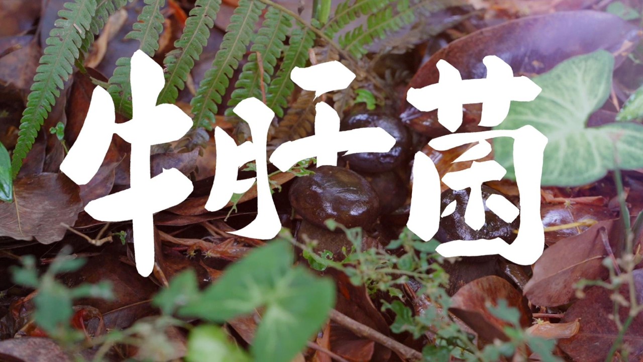云南牛肝菌：雨季山林里的黄金蘑菇