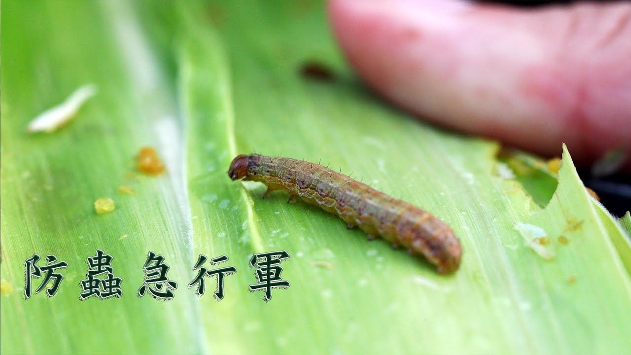 【外來種入侵】防蟲急行軍｜以赤眼卵蜂克制秋行軍蟲(我們的島 第1042集 2020-02-17)