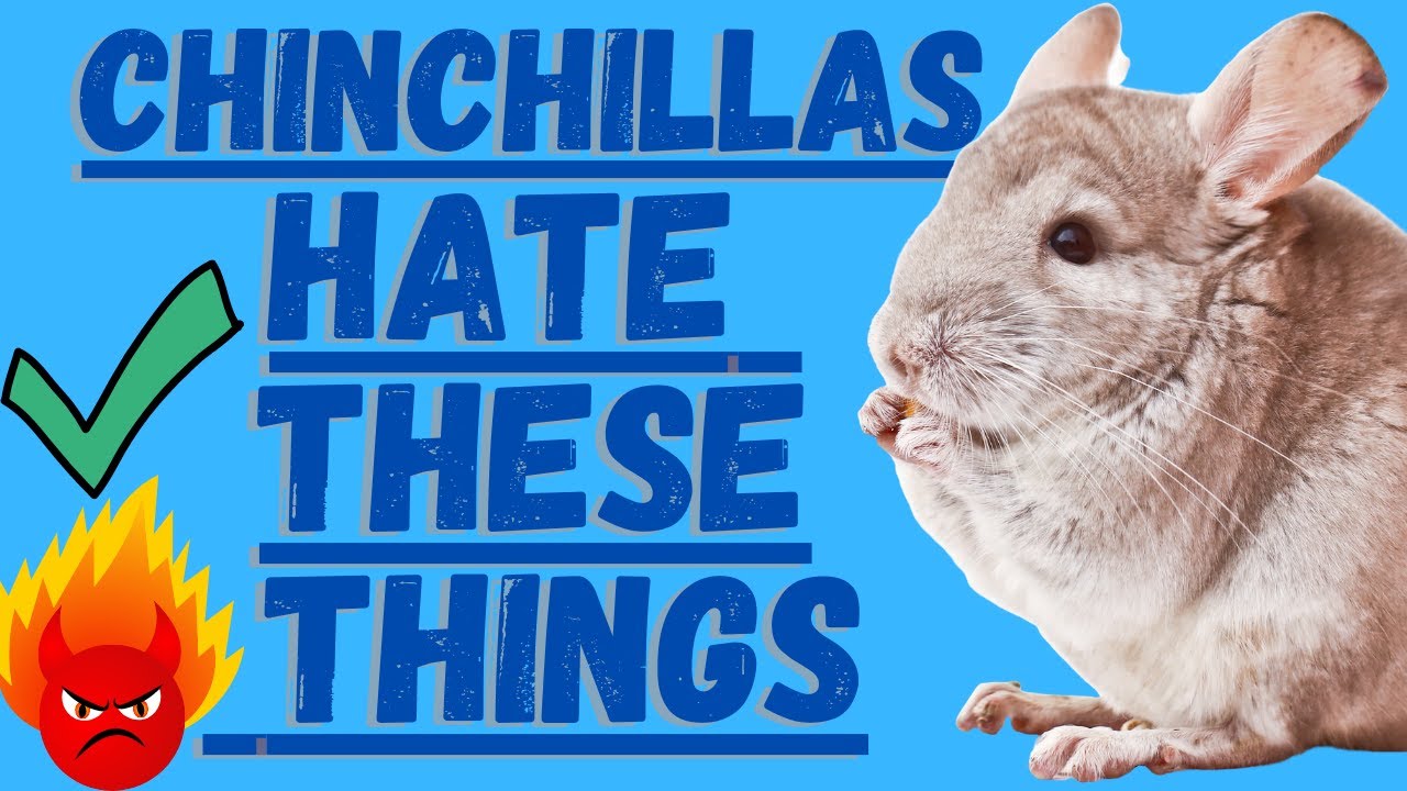 Chinchillas Hate These Things (Avoid Them When Possible)
