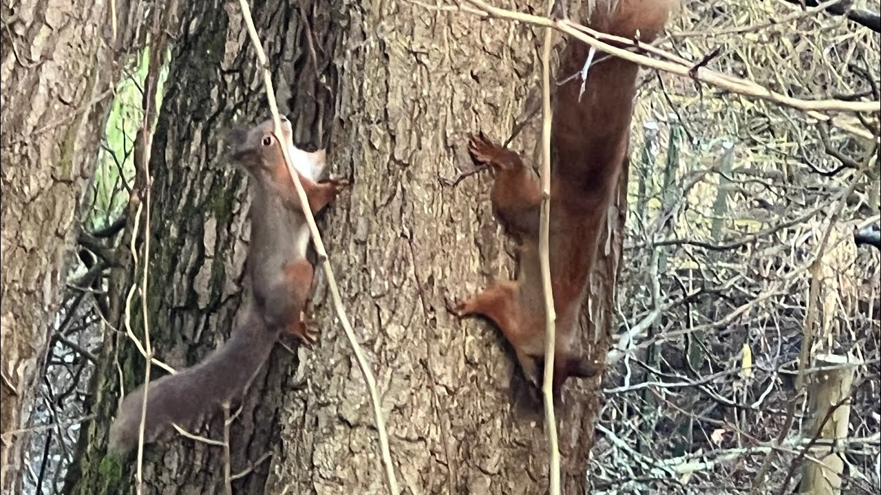 A visit to Alverstone Mead, Isle of Wight. Visiting the Red Squirrels 2022
