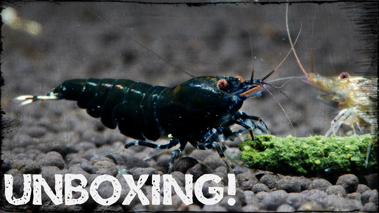 Unboxing and Shrimp Reaction