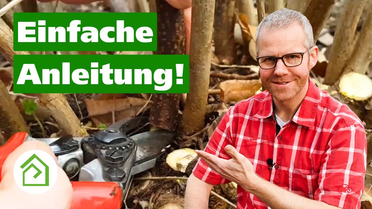 Schwarze Johannisbeere schneiden: So bleiben die Pflanzen jung und vital❗
