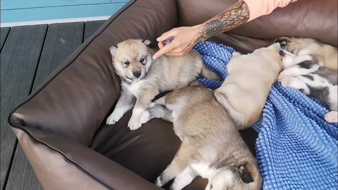 Wie ich meine Hündin und die Welpen nach der Geburt begleite❤️