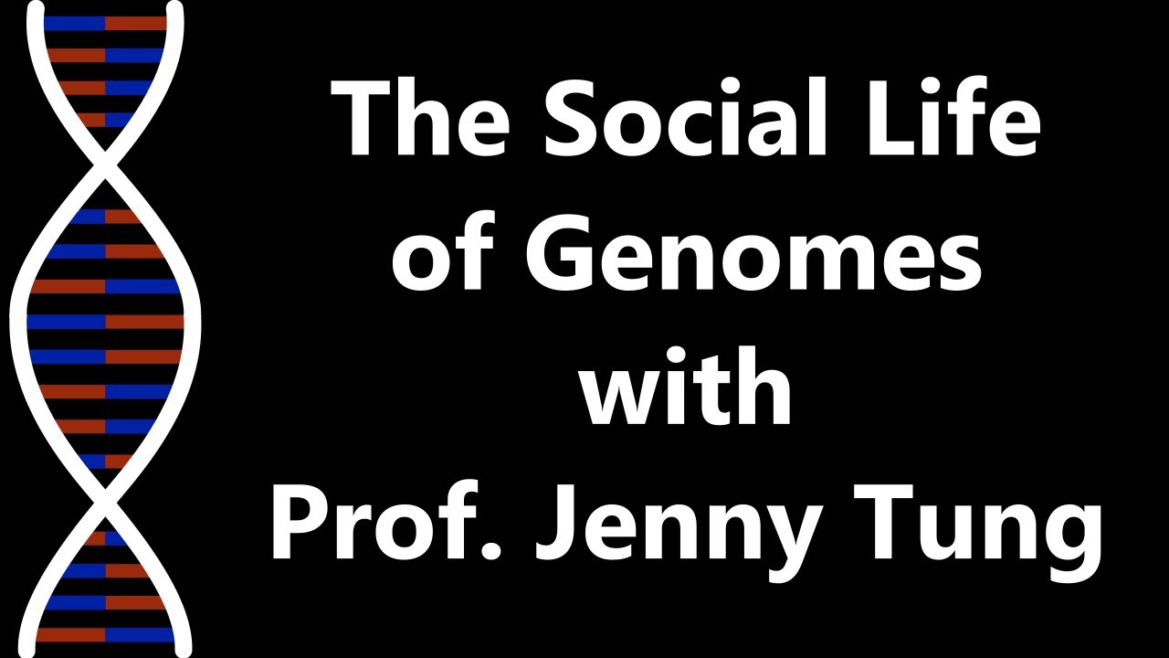 The Social Life of Genomes with Prof. Jenny Tung, part 4