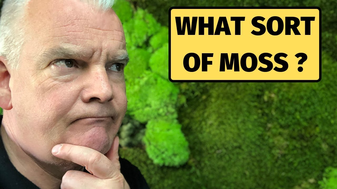 What Sort of Moss is Used for a Moss Wall? | Popular Moss Wall Questions