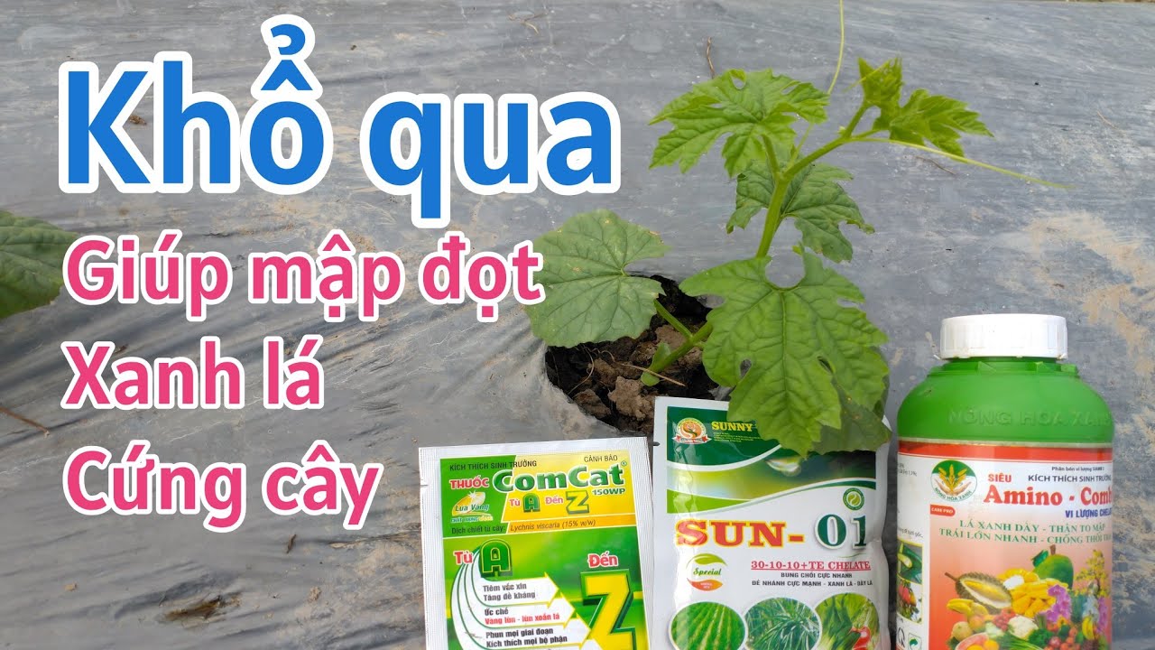 Cách trồng khổ qua: P8-Giúp cây con mập đọt, cứng cây, xanh lá.
