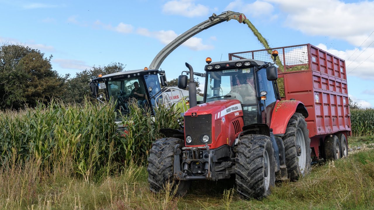 Maize - Mark Troy Agri Services - Claas Jaguar 990 & Massey Ferguson 6499 - September 2022