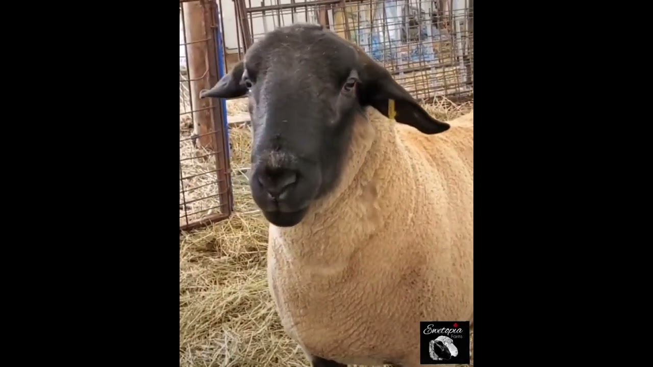 Our Suffolk Ram Gladiator: Then & Now