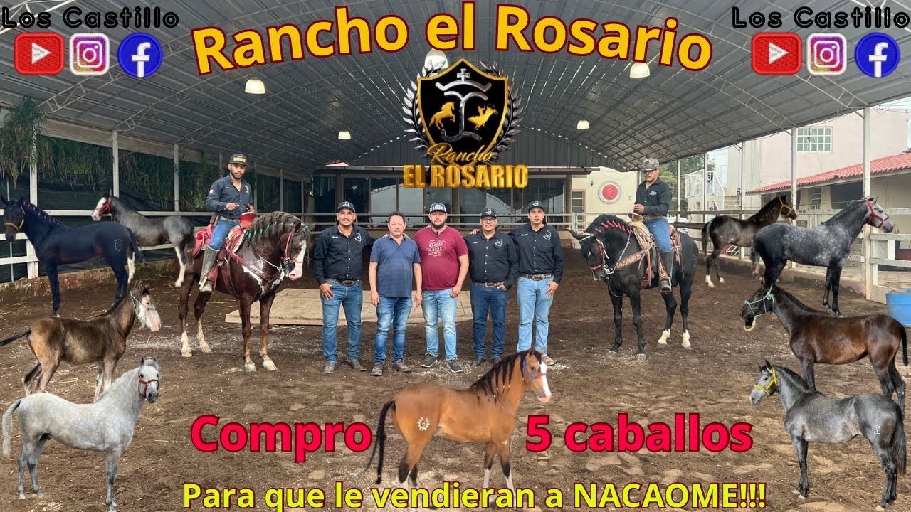 CONOCE LOS CABALLOS COSTA RICAS Y ESPAÑOLES DE RANCHO EL ROSARIO