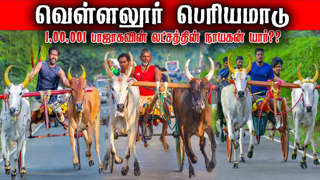 ⭕LIVE|1,00,001லட்ச ரூபாய் யாருக்கு பெரியமாடு வெள்ளலூர் 26-12-2025