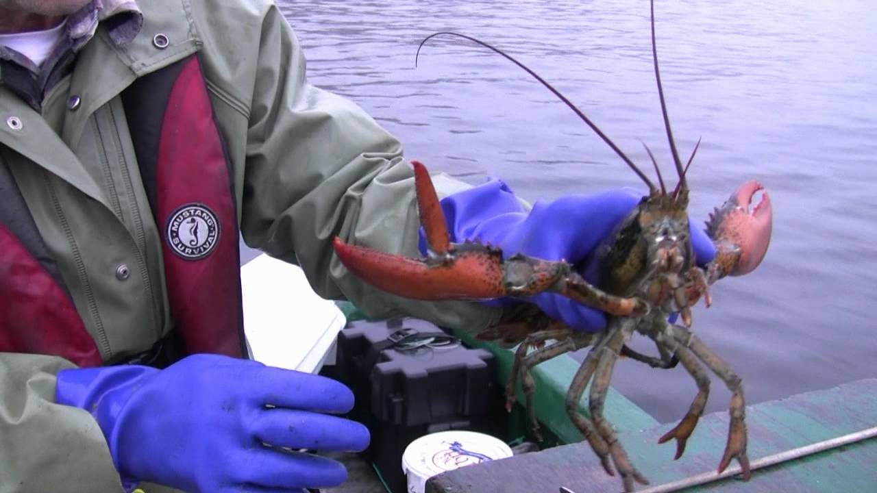 Lobster Fishing, St. Lawrence, Newfoundland
