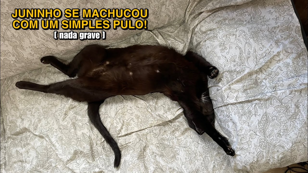Quando disserem para não se preocupar que gato só cai em pé, lembre-se disso !