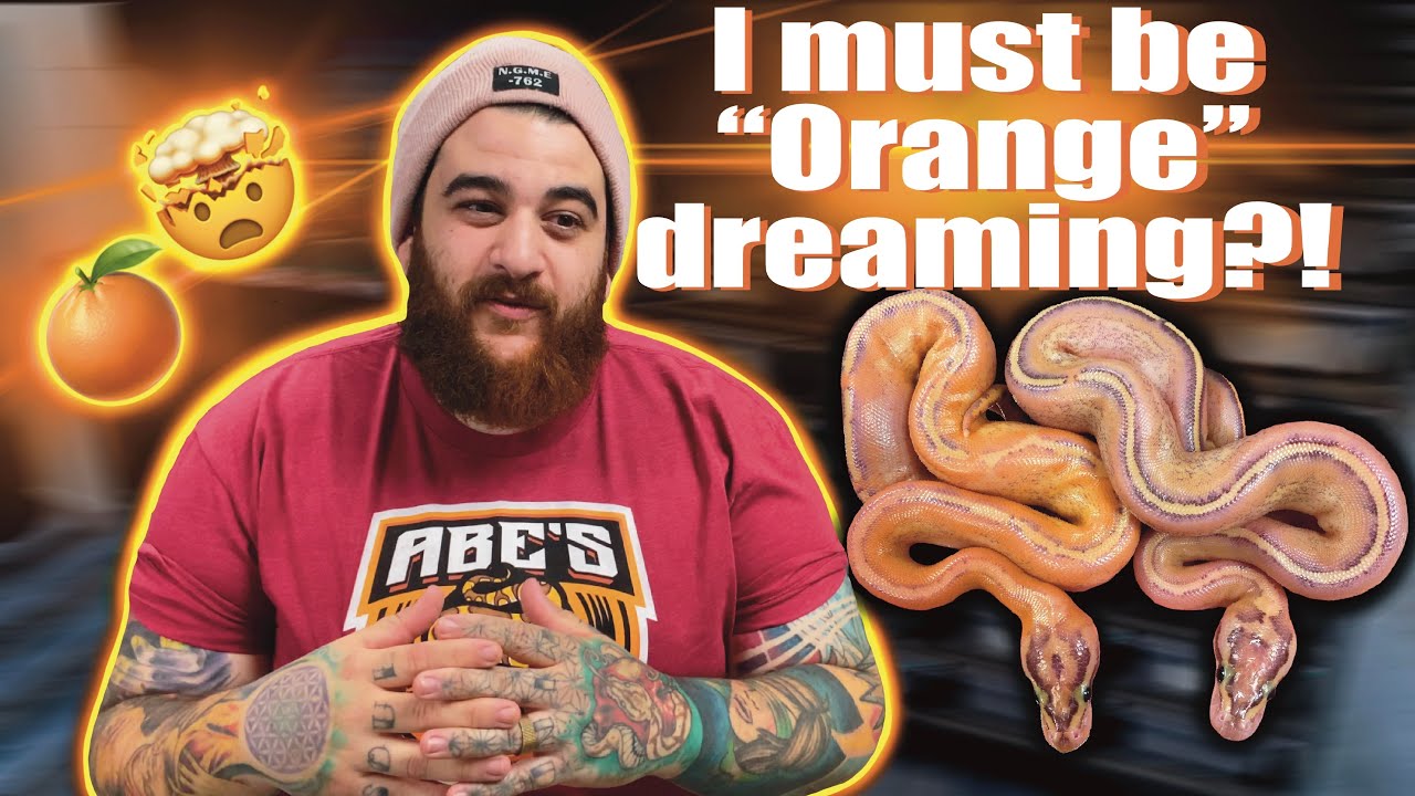 This thing looks crazy!! Our first Orange Dream ball python clutch