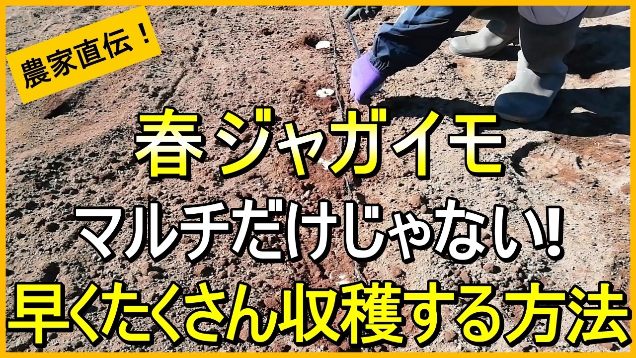 【春ジャガイモ】早く収穫したいならマルチ栽培＋〇〇がおすすめです【有機農家直伝！無農薬で育てる家庭菜園】　26/1/31