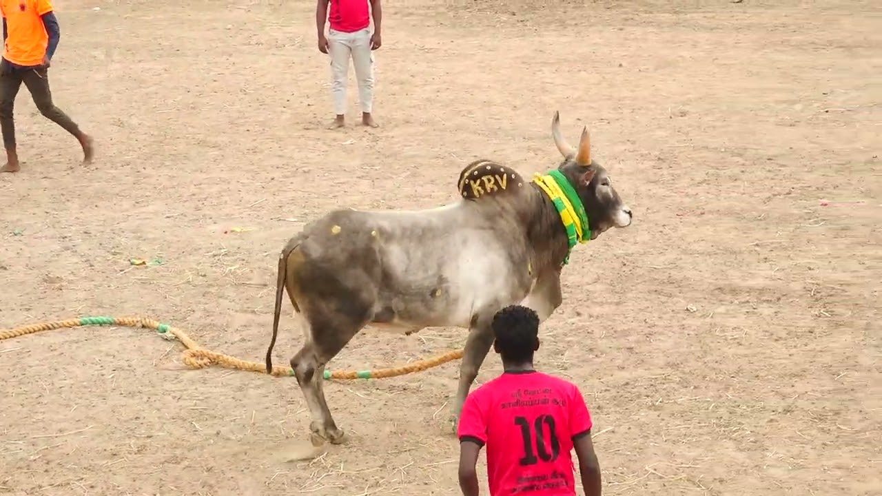 வேற லெவல் ஆட்டம்! மல்லாகோட்டை KRV ராதாகிருஷ்ணன் காளை Vs காரைக்குடி ஸ்ரீ வேட்டைக்காளியம்மன் குழு
