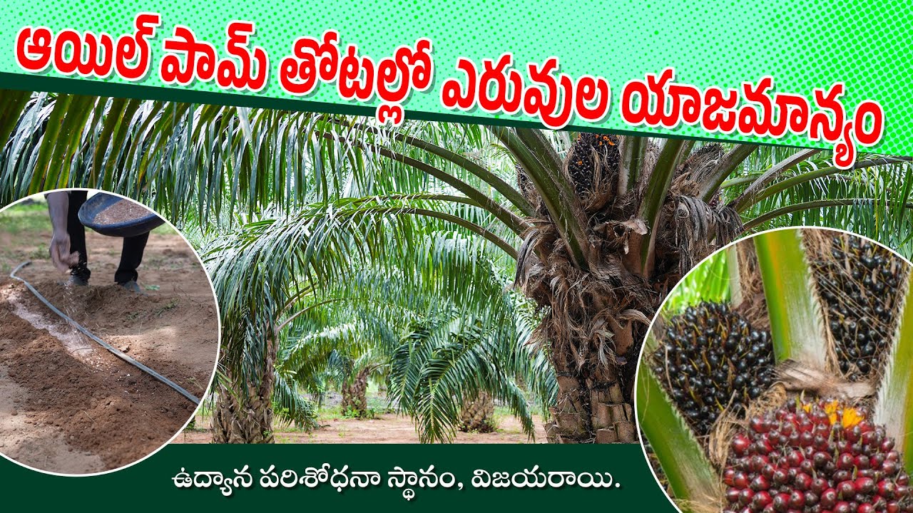 ఆయిల్ పామ్ తోటల్లో ఎరువుల యాజమాన్యం | Fertilizer Management in Oil palm