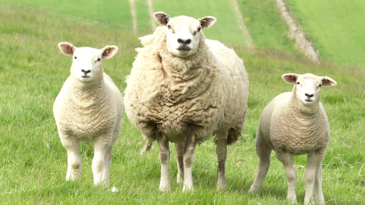 Value of EBVs and By Eye in Selecting Tups