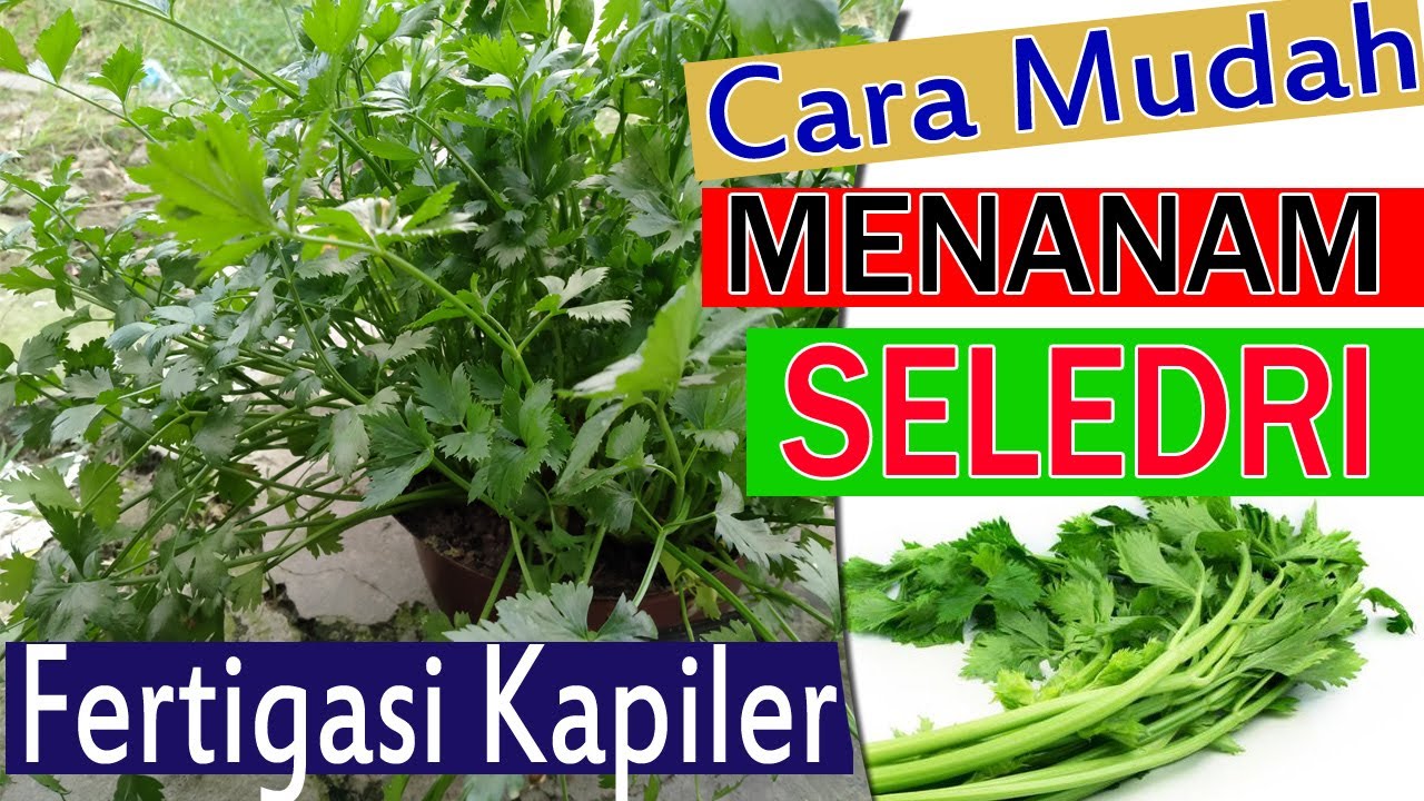 Cara Menanam Seledri, Sledri atau daun Sop dengan Fertigasi Kapiler