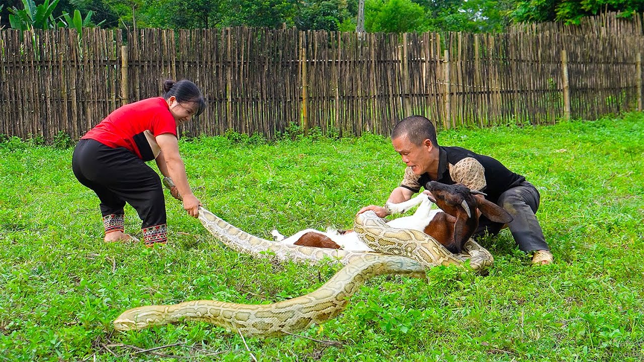 Dwarf Family Rescues Goat Attacked By Giant Python & Catches Loach | Mountain VN Gives Ducks.