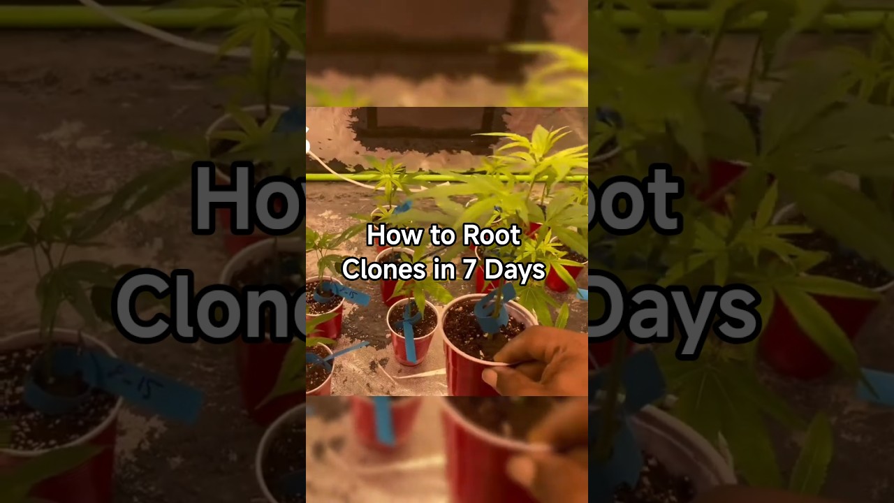 How to Root Clones in 7 Days 🌱