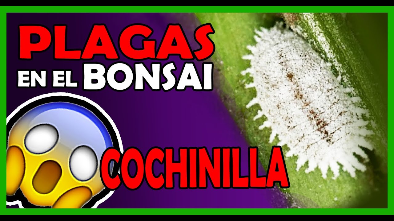 COMO ELIMINAR #COCHINILLAS algodonosa #insecticida #SISTEMICO proteger nuestros  #HUERTO y #BONSAI