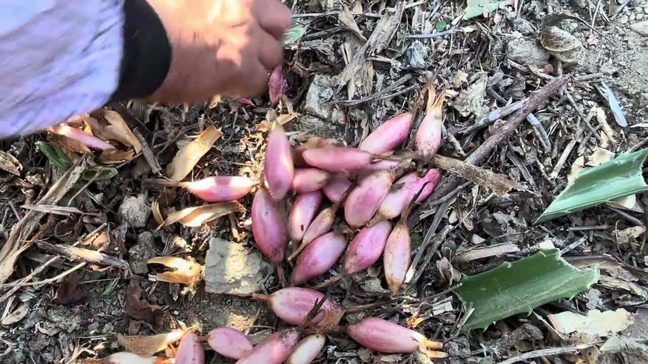 DESCUBRI ESTE FRUTO!!!