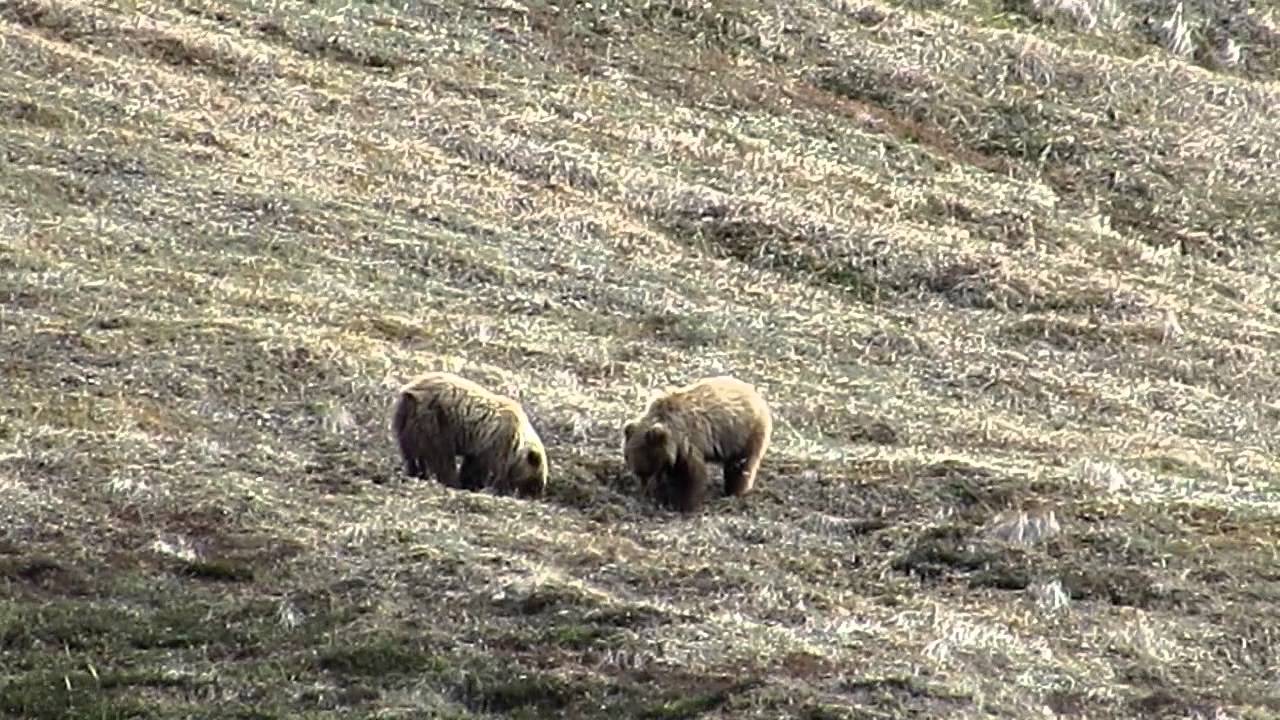 Sable Pass Grizzlies
