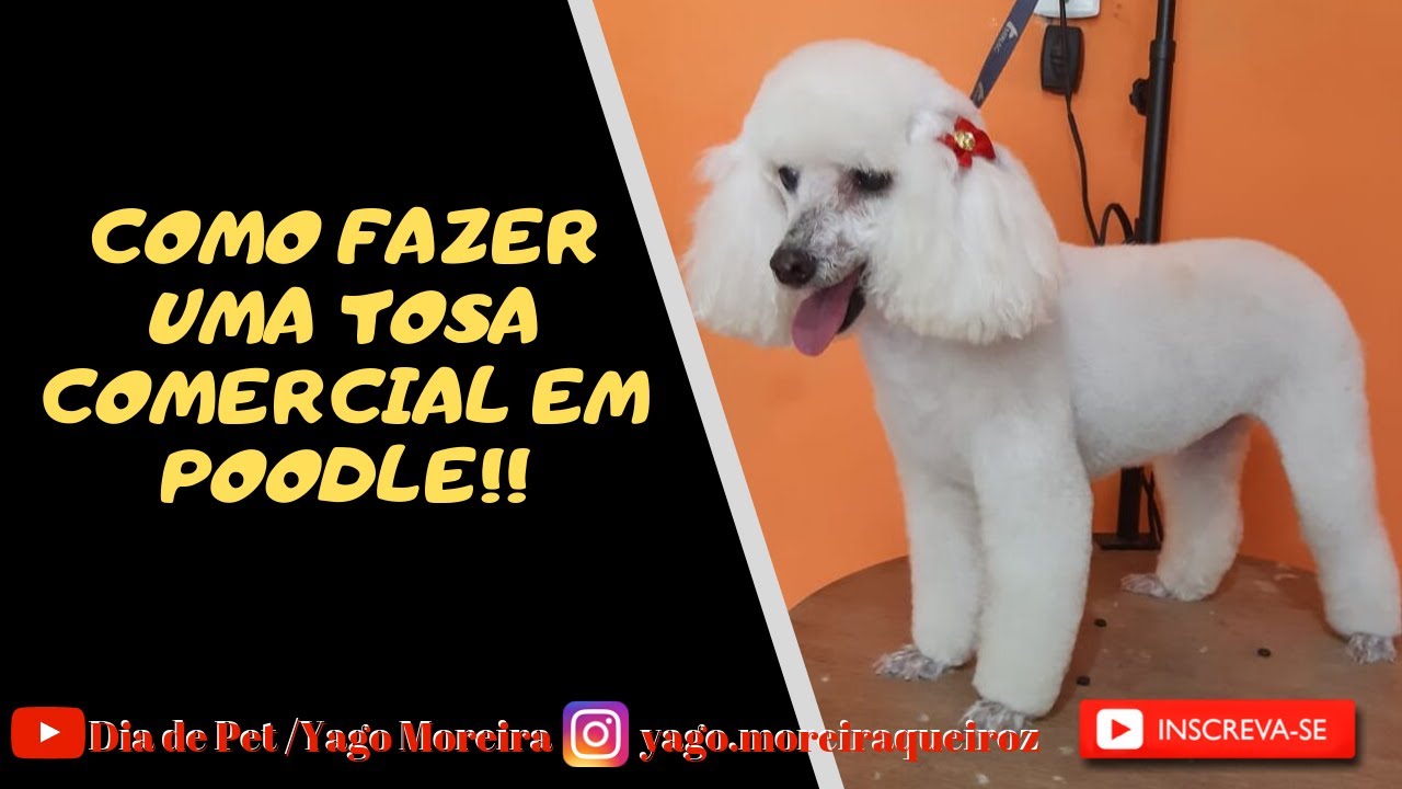 Tosa comercial de Poodle ,  na tesoura ?